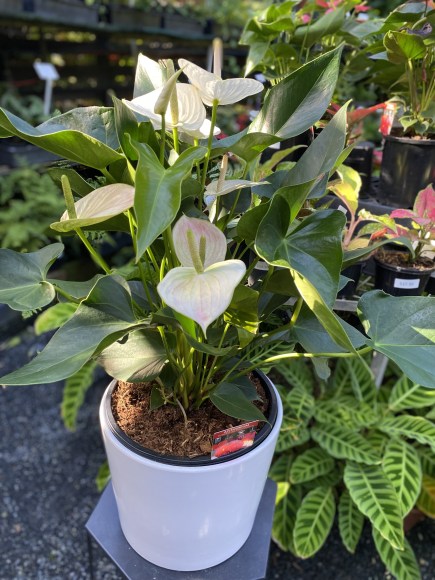 large anthirum plant